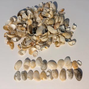 May include: A collection of small, smooth, off-white and tan seashells. A large pile of mixed shells is positioned above two neat, horizontal rows of individual shells, showcasing various shapes, sizes, and subtle color gradients.