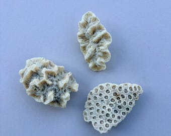 May include: Three pieces of natural white coral fragments. One piece features a dense, brain-like folded texture, another has a rounded shape with deep ridges, and the third displays a flat surface covered in a uniform pattern of small holes.