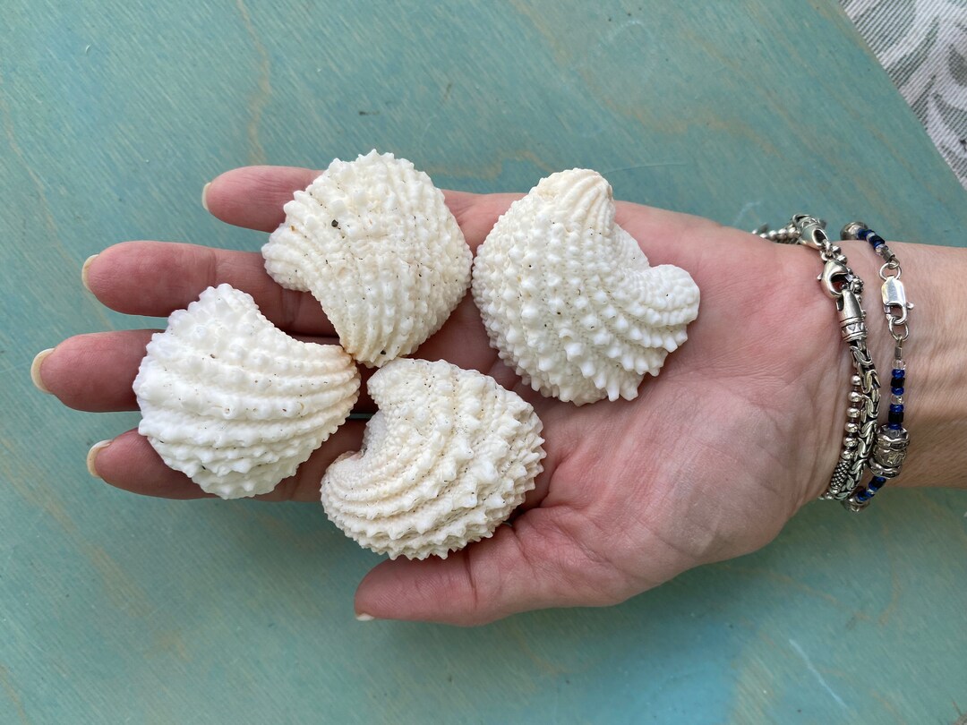 4 Large White Shells Florida Spiny Jewel Box Shells Natural Etsy