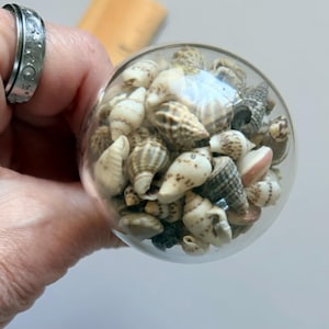 May include: A clear glass sphere filled with a collection of small, multi-colored seashells in shades of white, tan, brown, and grey. The sphere is positioned next to a wooden ruler, showing a diameter of approximately 1.5 inches.