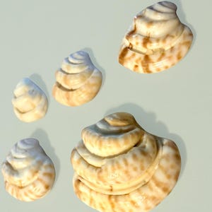 May include: Five decorative seashells in varying sizes. The shells have a cream base color with brown and tan stripes and patterns. The shells are arranged on a light gray background.