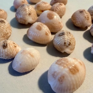May include: A collection of small, rounded seashells with a creamy white base and brown markings. The shells have a smooth, glossy texture and are scattered across a neutral surface. The shells vary slightly in size and pattern.