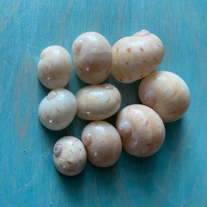 Collector Shell, "Colorful Moonsnail" Shells, 9 pieces, Florida Beach Shells