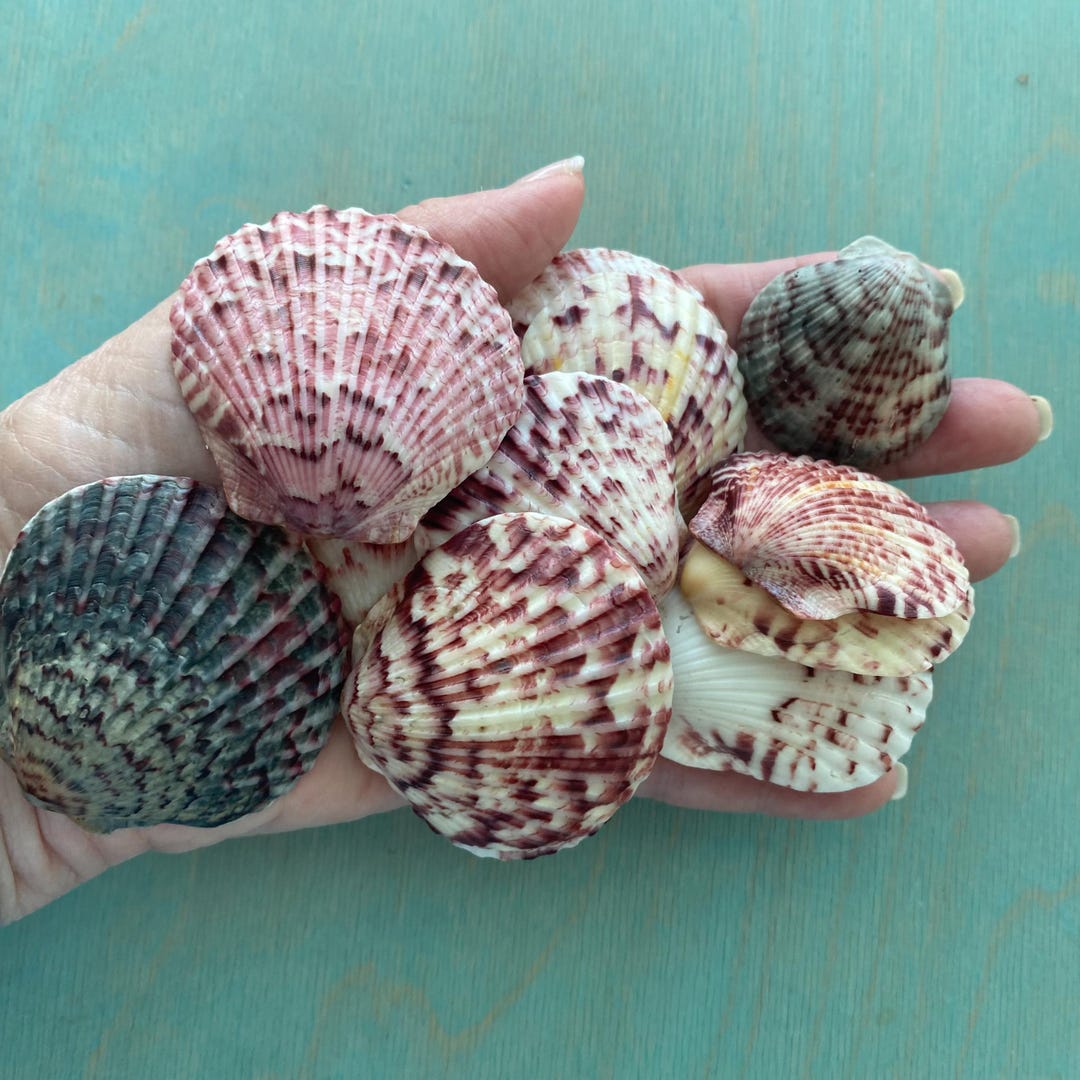 Calico Scallop Shell Beach Art Natural Coastal Decor Tropical Jewelry ...