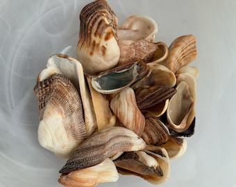 May include: A collection of assorted seashells featuring varied shapes and sizes. The shells display natural color patterns in shades of cream, tan, and dark brown, with textured ridges and smooth, hollow interiors visible throughout the cluster.