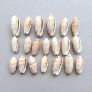 May include: A collection of nineteen olive shells arranged in three rows. Each shell features an elongated, smooth, and glossy surface with a cream-colored base and intricate brown mottled patterns. The shells are oriented vertically, displaying their narrow, open apertures along the side, showcasing the natural variations in their speckled brown markings and smooth, tapered forms.