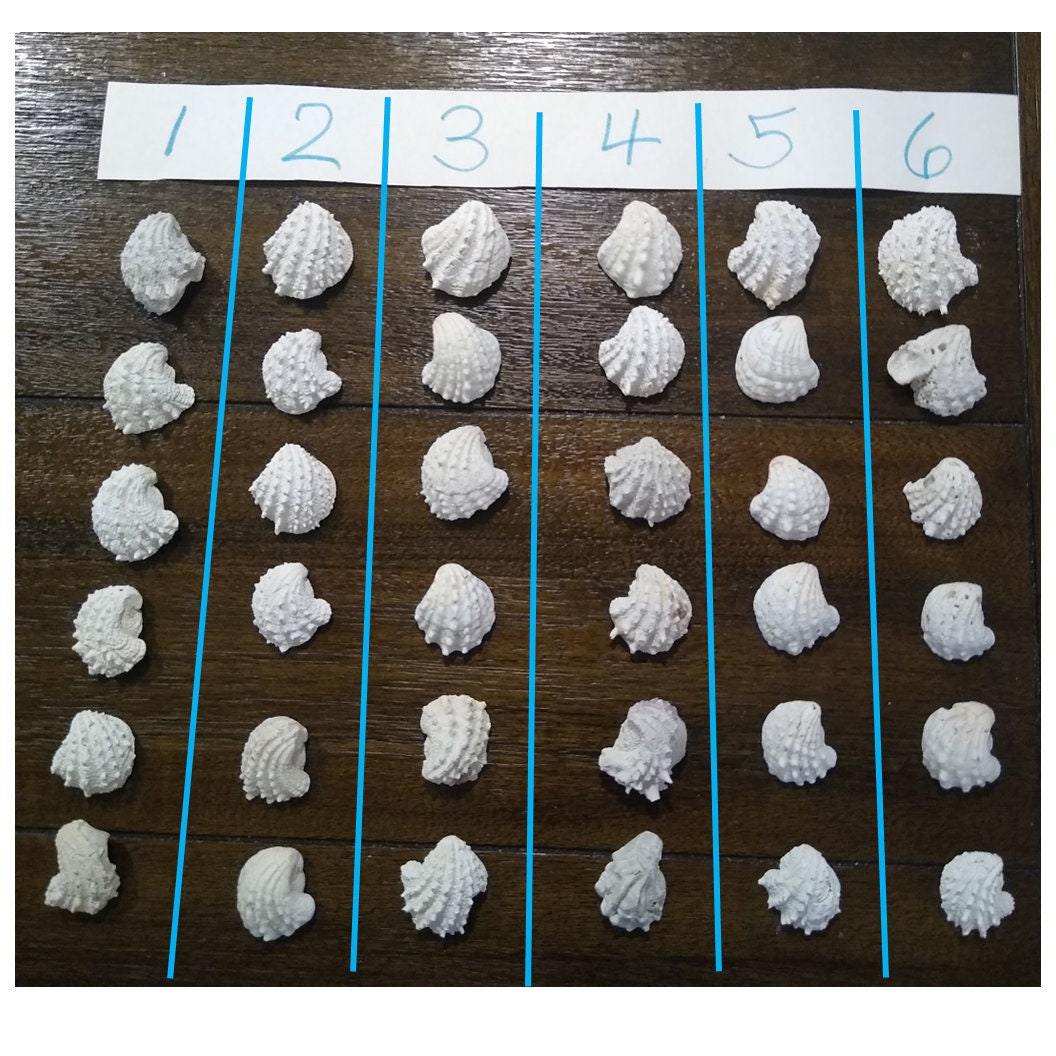 Spiny Jewel Box Shells in Sets of 9 Sizes 1.25 to 1.50 Inches Etsy