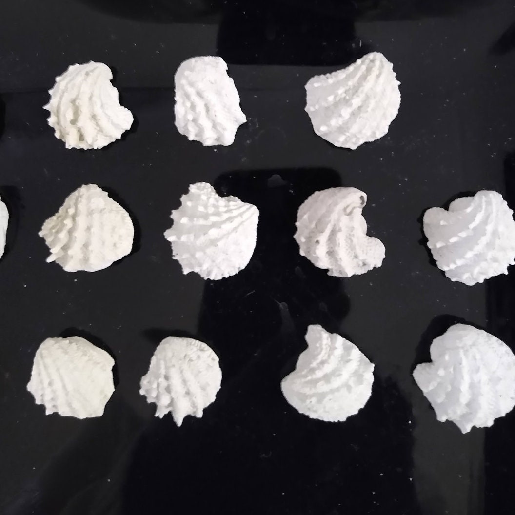 Spiny Jewel Box Shells in Sets of 9 Sizes 1.25 to 1.50 Inches Etsy