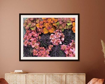 Kolorowy Coleus