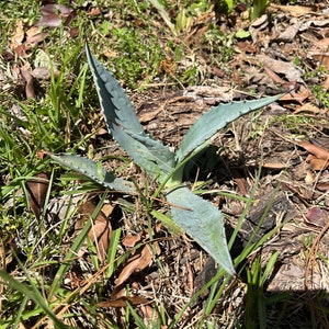 Blue Agave Americana Plant