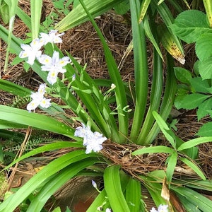 May include: A close-up of a cluster of white flowers with blue centers, growing in a bed of green leaves and brown pine needles.