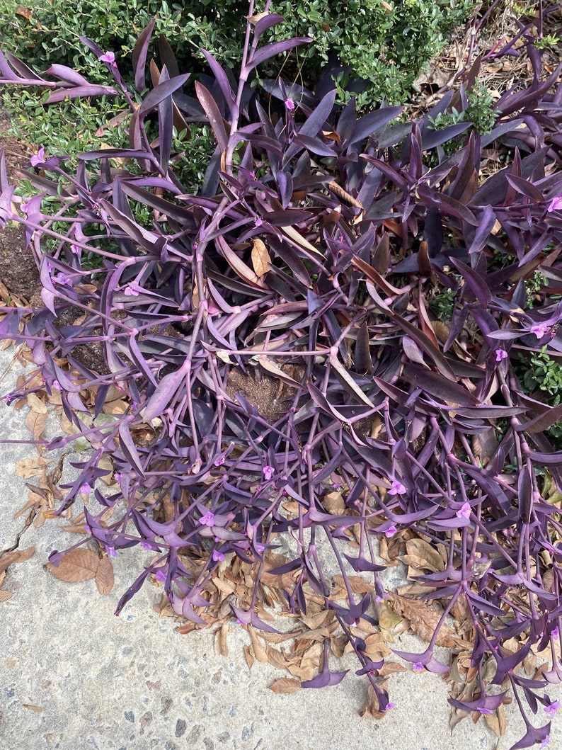 Purple Heart tradescantia Pallida Plant Etsy