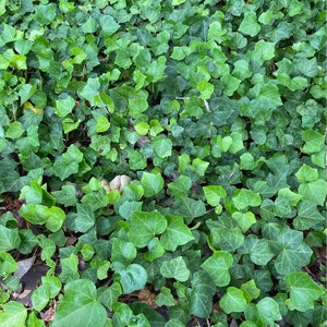 English Ivy Rooted Cuttings (5 pieces each)