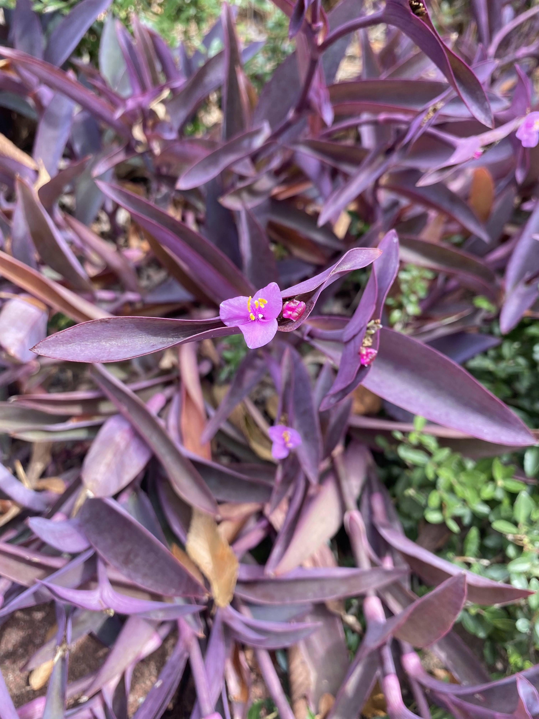 Purple Heart tradescantia Pallida Plant spiderwort Etsy purple-heart-tradescantia-pallida-plant-spiderwort-etsy