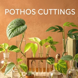 May include: An assortment of pothos cuttings in various glass vases and test tubes, showcasing different leaf patterns and colors. The image includes the text "POTHOS CUTTINGS" at the top.