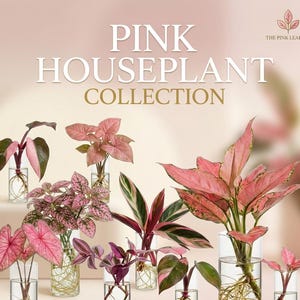 May include: A collection of various pink-toned houseplants in clear glass cylinders filled with water, displaying visible root systems. The text PINK HOUSEPLANT COLLECTION and a small leaf logo appear at the top of the image against a light background.