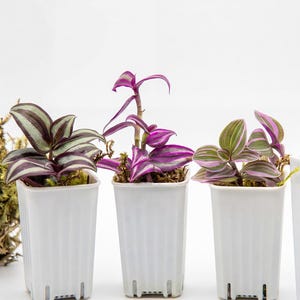 May include: Three small potted plants with vibrant foliage. The plants feature green and purple striped leaves, and are housed in white, ridged plastic pots. A cluster of moss is visible to the left. The background is plain white.