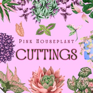 Pink Plant Collection, Pink Plant Cuttings, Pink Cutting Variety, Pink Plants, Rooted Cuttings, Pink Rooted Cuttings, Pink Plant Bundle