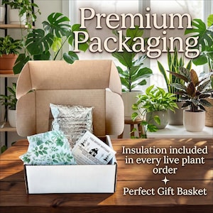Puede incluir: Caja de cart&oacute;n abierta con interior blanco, que contiene un paquete aislado plateado, papel de seda con un patr&oacute;n de hojas verdes y una peque&ntilde;a caja blanca con texto. El texto "Premium Packaging" est&aacute; en la parte superior. El texto "Insulation included in every live plant order" y "Perfect Gift Basket" est&aacute;n en la parte inferior.