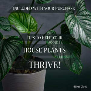 Puede incluir: Primer plano de una planta de interior con hojas verdes grandes y texturizadas en una maceta blanca. La imagen incluye el texto "INCLUIDO CON SU COMPRA", "&iexcl;CONSEJOS PARA AYUDAR A QUE SUS PLANTAS DE INTERIOR PROSPEREN!" y "Silver Cloud".