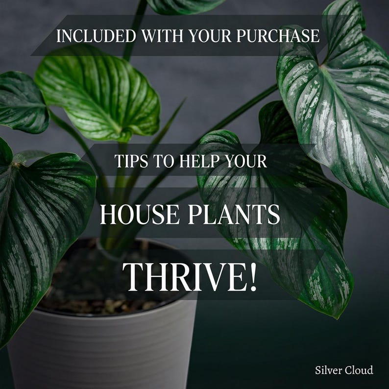 Puede incluir: Primer plano de una planta de interior con hojas verdes grandes y texturizadas en una maceta blanca. La imagen incluye el texto "INCLUIDO CON SU COMPRA", "&iexcl;CONSEJOS PARA AYUDAR A QUE SUS PLANTAS DE INTERIOR PROSPEREN!" y "Silver Cloud".