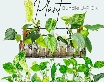 U-Pick Plant Cuttings, Plant Bundle, Houseplant Propagations, Plant Cuttings Bundle, Rooted Cutting Bundles, Cuttings, Propagations Bundle