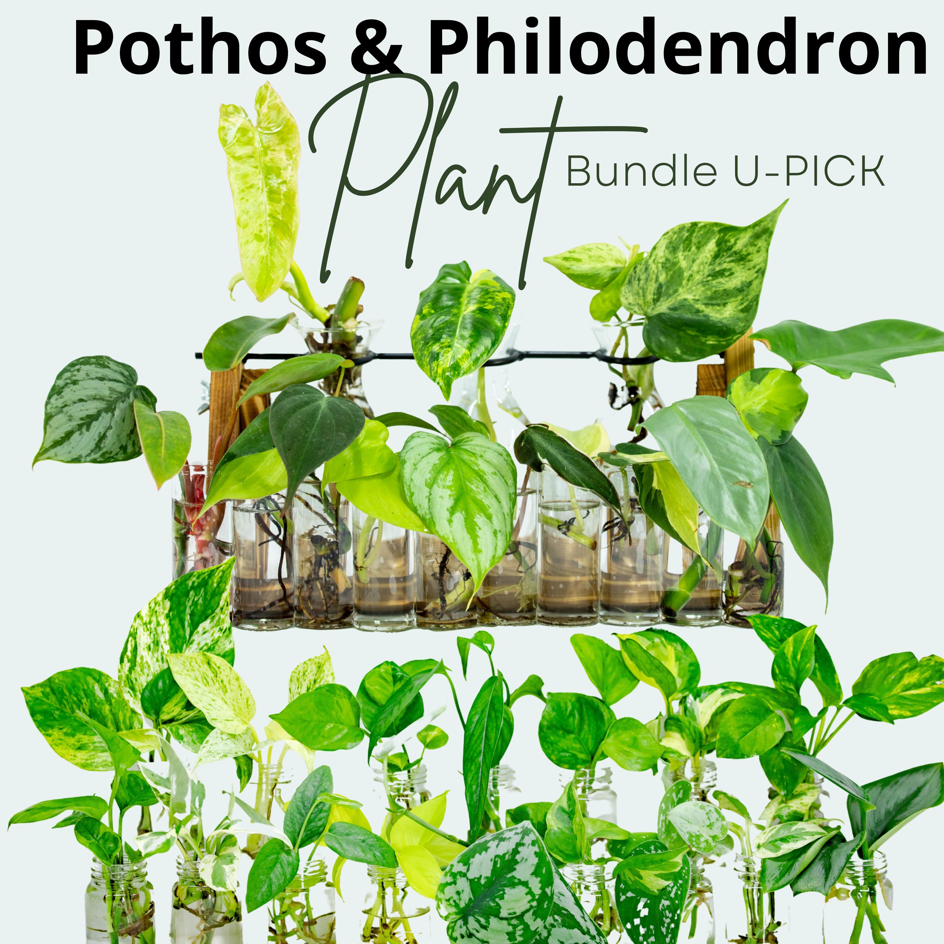 Auto-cueillette de boutures de plantes, lot de plantes, multiplication de plantes d'intérieur, lot de boutures de plantes, lots de boutures enracinées, boutures, lot de multiplication