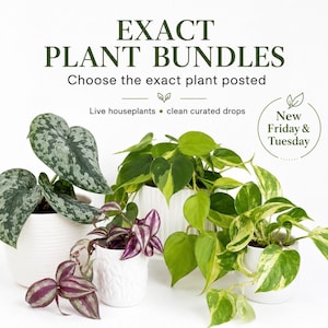 May include: An image showcasing a selection of live houseplants in white textured pots. The plants include varieties with green, silver, and purple foliage. Text reads "EXACT PLANT BUNDLES" and "Choose the exact plant posted." Additional text indicates "New Friday & Tuesday."