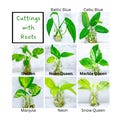 Pothos Cuttings, Rooted Clippings Plant Propagation Plant gift set Pothos Clippings Rare Pothos Cutting Pothos House plant Bundle Cuttings