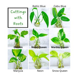 Pothos Cuttings, Rooted Clippings Plant Propagation Plant gift set Pothos Clippings Rare Pothos Cutting Bundle Pothos Rooted Cuttings Bundle