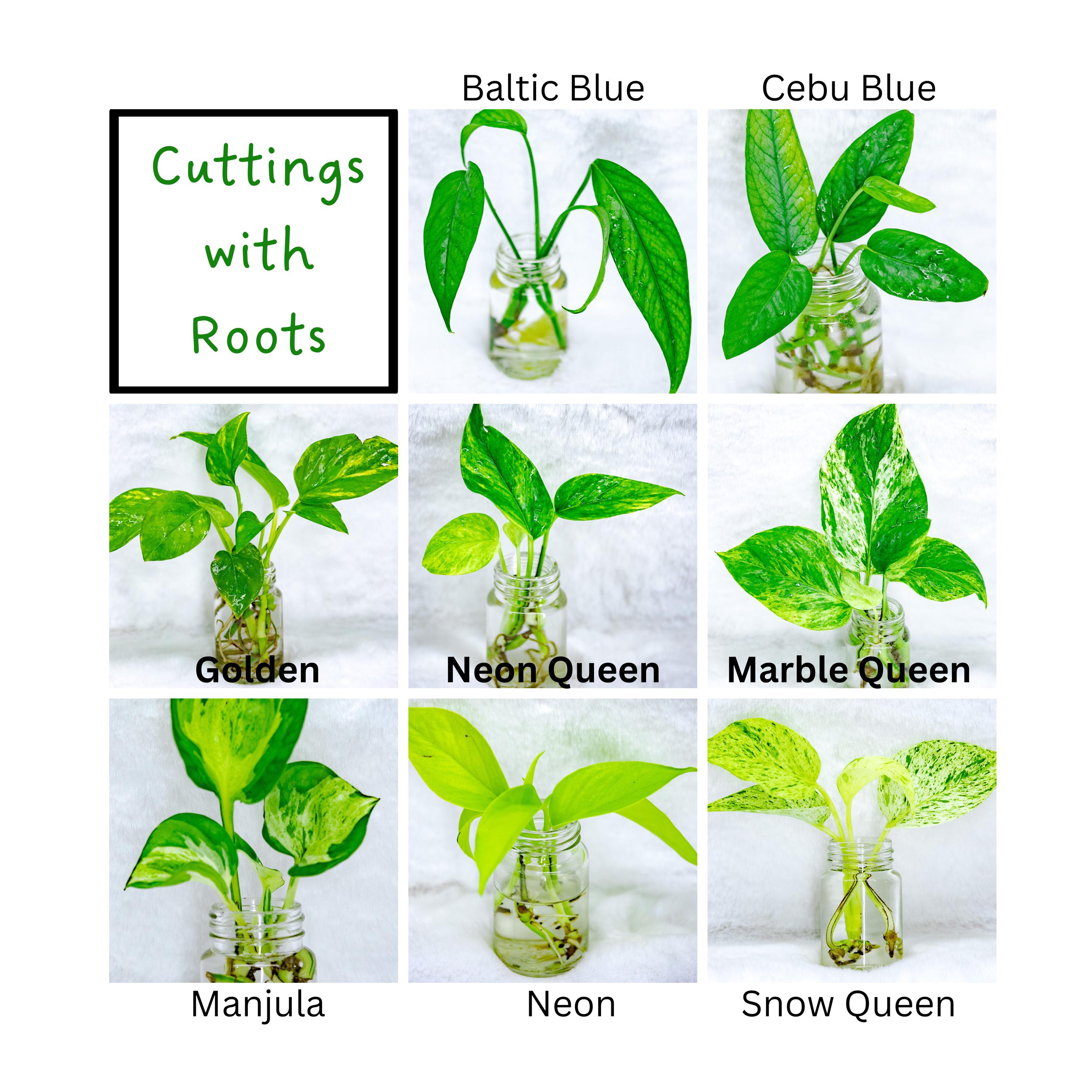 Pothos Cuttings, Rooted Clippings Plant Propagation Plant gift set Pothos Clippings Rare Pothos Cutting Bundle Pothos Rooted Cuttings Bundle