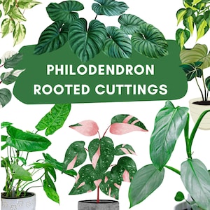 Philodendron, Rooted Cuttings, Bundle Plant Clippings Plant gift set Philodendron Clippings Rare Philodendron Bundle Philodendron Cuttings