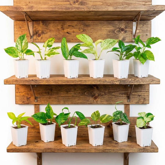 2" Pothos Houseplants, Beginner Friendly Potted Plants, Rooted Plant Bundle with instructions Kit (Min. Order- 2 Items)