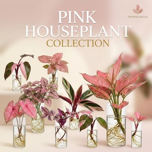 May include: A collection of pink houseplants in clear glass vases. The image features various plants with pink and green leaves, including Caladiums and Aglaonema. The text "PINK HOUSEPLANT COLLECTION" is displayed at the top.