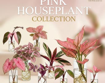 Pink House Plant Cutting Pink Plant Cutting Variety Colorful Plant Plugs, House Plant Cutting, Pink Plant Bundle Beginner Plant Gift