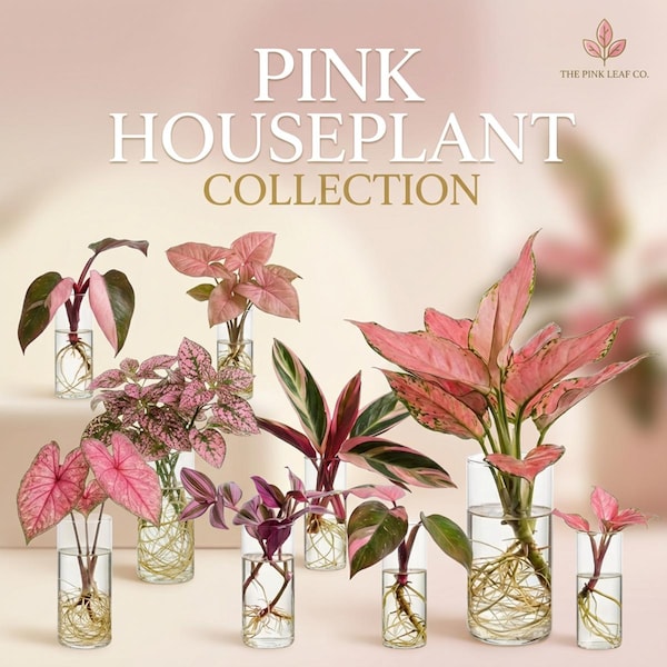 Esqueje de planta de interior rosa, variedad de esquejes de plantas rosas, plantones de colores, esqueje de planta de interior, paquete de plantas rosas, regalo para principiantes