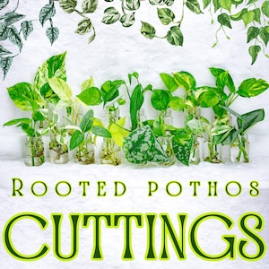 Rooted Cuttings, Bundle Rooted Clippings Plant Propagations Plant gift set Pothos Clippings Rare Pothos Cutting Bundle Pothos Cuttings