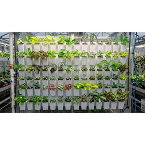 Puede incluir: Un jard&iacute;n vertical con numerosas plantas peque&ntilde;as en macetas. Las plantas, en varios tonos de verde, est&aacute;n dispuestas en macetas de pl&aacute;stico blanco fijadas a una pared blanca. La instalaci&oacute;n se encuentra en un invernadero, con tuber&iacute;as y estructuras visibles.