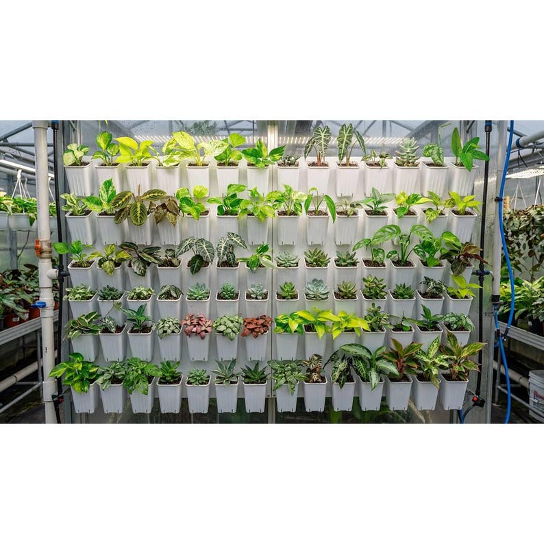 Puede incluir: Un jard&iacute;n vertical con numerosas plantas peque&ntilde;as en macetas. Las plantas, en varios tonos de verde, est&aacute;n dispuestas en macetas de pl&aacute;stico blanco fijadas a una pared blanca. La instalaci&oacute;n se encuentra en un invernadero, con tuber&iacute;as y estructuras visibles.