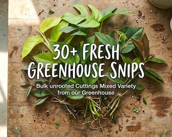 Paquete de esquejes de plantas de interior, caja de propagación de plantas raras, esquejes tropicales frescos sin raíces, Monstera Perú, Syngonium Albo, Philodendron