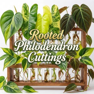 philodendron in seramis Philodendron Lacerum – Bloomspace main image 1