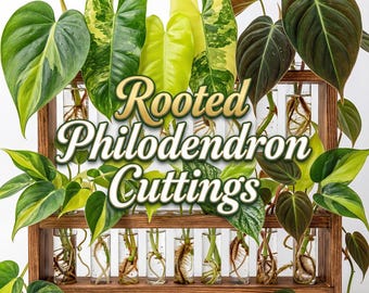 Philodendron Plant-Gift Philodendron Bundle Plant with instructions kit | Clippings House Plant (Min. Order- 2 Cuttings)