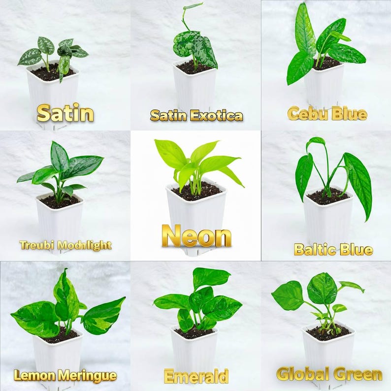 Puede incluir: Se muestran nueve plantas en macetas, cada una en una maceta cuadrada blanca. Las plantas var&iacute;an en forma y color de las hojas, con nombres como "Satin" y "Neon" en texto dorado debajo. El fondo es de color claro y neutro.