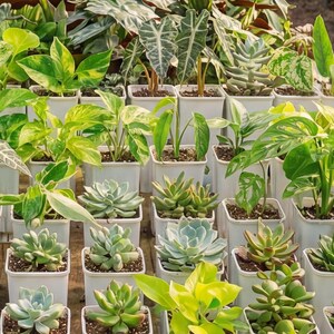 Puede incluir: Una colecci&oacute;n de varias plantas en macetas, incluyendo suculentas y plantas verdes frondosas, dispuestas en macetas cuadradas blancas. Las plantas muestran una gama de tonos verdes, de claros a oscuros, creando una exhibici&oacute;n vibrante. La imagen est&aacute; tomada desde un &aacute;ngulo ligeramente elevado.