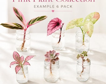 Paquete variado de esquejes de plantas de interior rosas raras, plantones de plantas coloridas enraizadas de primera calidad, regalo de plantas de interior exóticas vivas, decoración rosa para principiantes