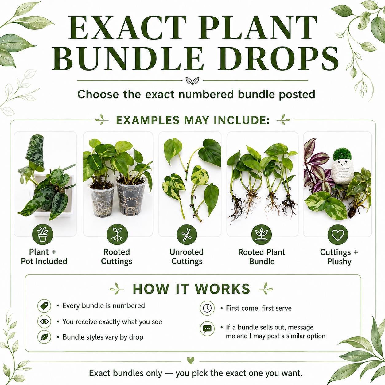 Exact Plant Bundle Drop | Choose Your Numbered Live Houseplant Bundle ...
