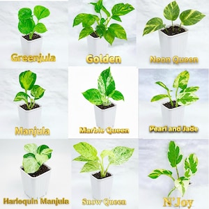 Puede incluir: Se muestran nueve plantas en macetas en macetas cuadradas blancas. Las variedades incluyen Greenjula, Golden, Neon Queen, Manjula, Marble Queen, Pearl and Jade, Harlequin Manjula, Snow Queen y N'Joy. Los nombres est&aacute;n en texto dorado.