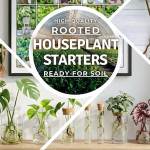 Puede incluir: Imagen de plantones de plantas de interior enraizadas, listos para plantar. Varios frascos y tubos de ensayo de vidrio contienen plantas jóvenes con raíces visibles. La imagen incluye el texto: "HIGH QUALITY ROOTED HOUSEPLANT STARTERS READY FOR SOIL."