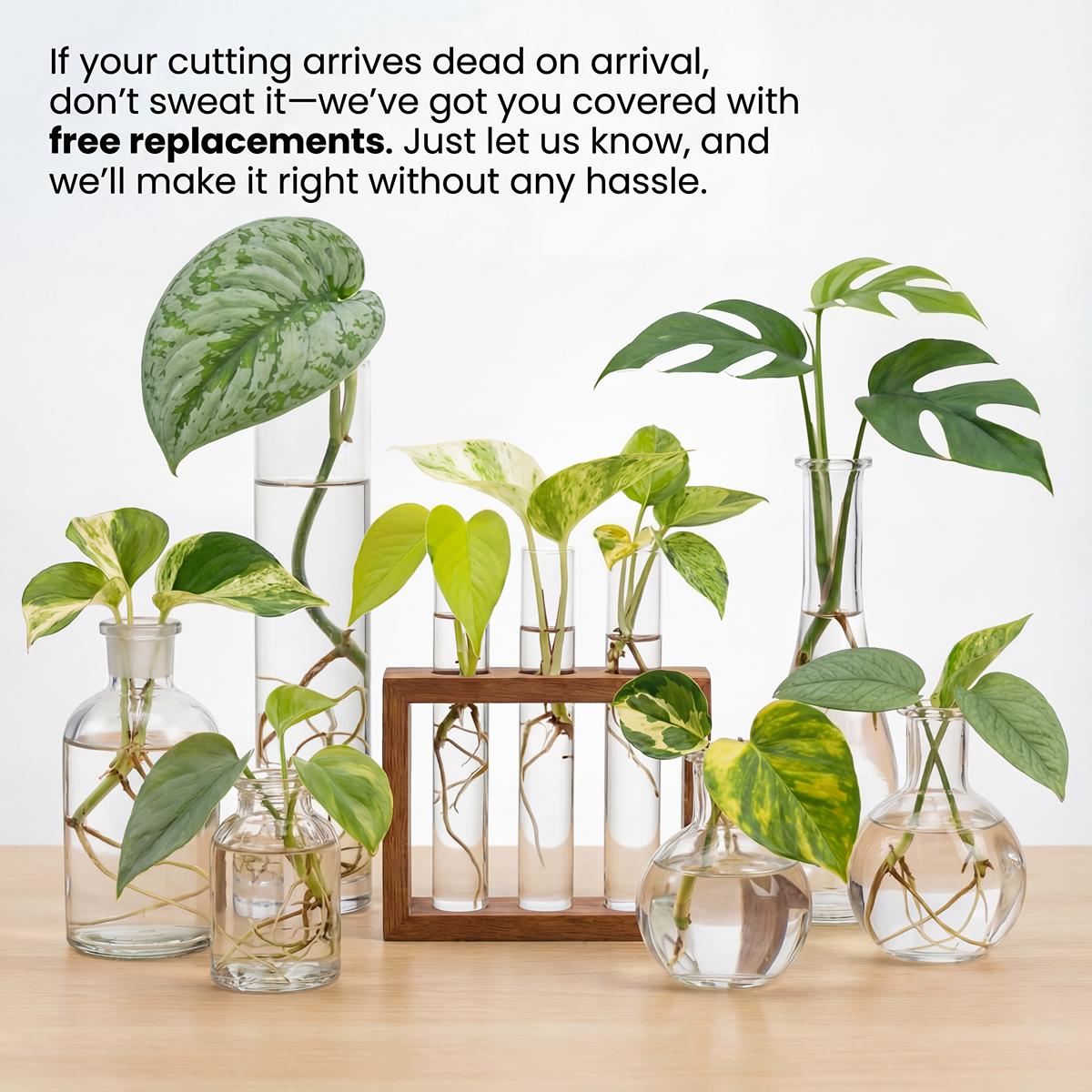 Indoor Aquatic Plants - Etsy