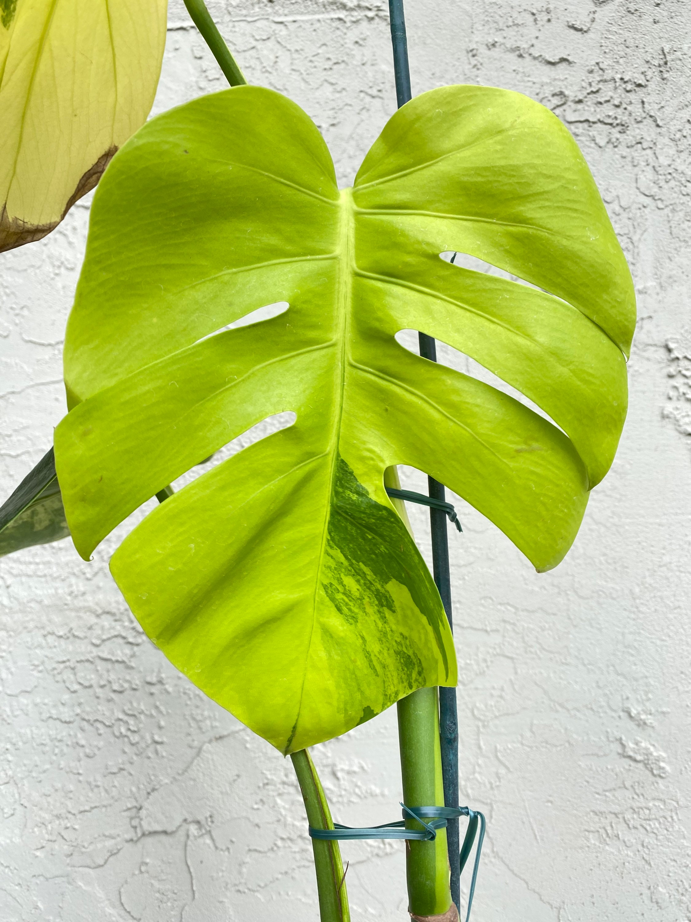 Monstera Aurea, Aurea Monstera Plant, Variegated Monstera Plant, Houseplant, Rooted Monstera
